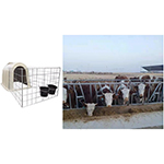 boskapsfarm